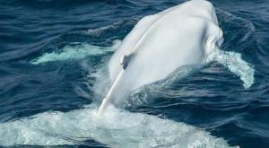 Thumb dcji4hsvmaao5cv