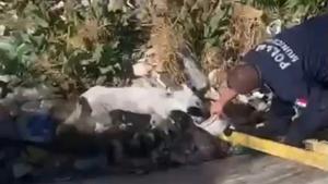 Relacionada rescateperrito.jpg