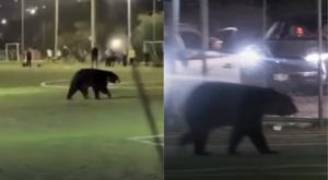 Relacionada download-2026-03-11t111137418.jpg