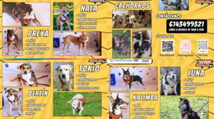 Relacionada perritos.jpg