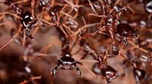 Relacionada hormigas.jpg