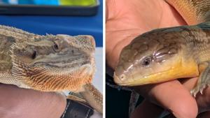 Relacionada img-20260312-wa0034.jpg