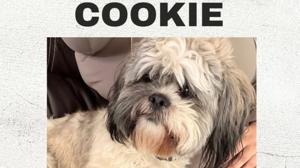 Relacionada cookie.jpg