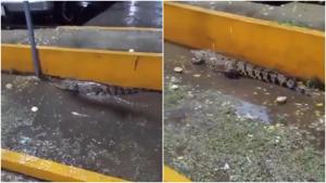 Relacionada fotojet-6.jpg