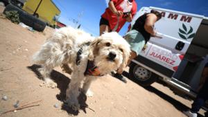 Relacionada 667f28ffe7173__667f28ffe7174.jpg