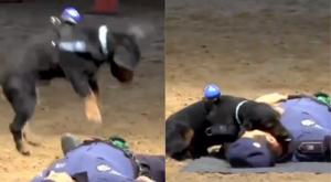 Relacionada download-2026-03-19t130344744.jpg