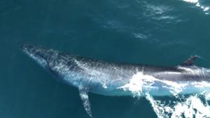 Relacionada hciftzfawae-dxw.jpg