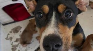 Relacionada screenshot-2026-03-20-142058-1.jpg