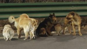 Relacionada perros.jpg