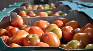 Relacionada tomate.jpg