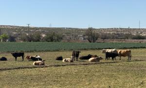 Relacionada whatsapp-image-2026-03-25-at-120719-pm.jpg