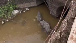 Relacionada fotojet-1.jpg