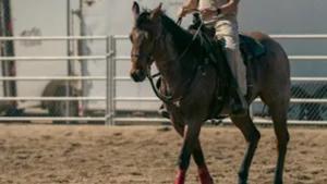 Relacionada caballos.jpg