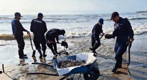 Relacionada semar.jpg