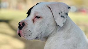 Relacionada milo.jpg