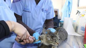 Relacionada estermovil.jpg