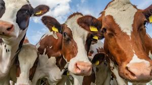 Relacionada vacas.jpg