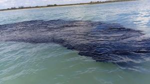 Relacionada greenpeace-alerta-por-derrame-en-el-golfo.jpg