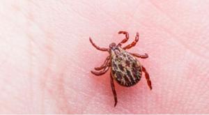 Relacionada screenshot-2026-03-31-144506-1.jpg