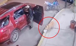 Relacionada roboperrito.jpg