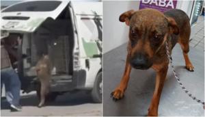 Relacionada perrita-golpeada.jpg