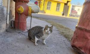 Relacionada whatsapp-image-2026-04-02-at-103700-am.jpg