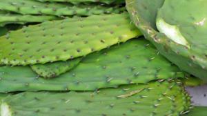 Relacionada nopal.jpg