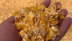 Relacionada maiz.jpg