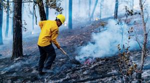 Relacionada conafor.jpg