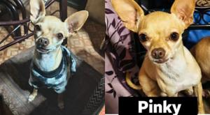 Relacionada pinky.jpg