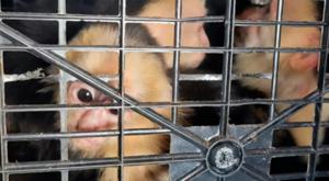 Relacionada download-2026-04-06t133354800.jpg