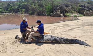 Relacionada cocodrilo.jpg