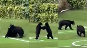 Relacionada osos.jpg