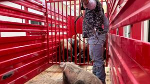 Relacionada 69d5561863863__69d5561863864.jpg