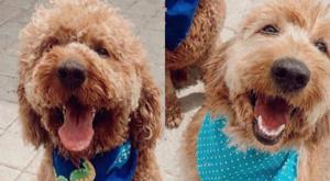 Relacionada kova-remi.jpg