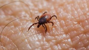 Relacionada principal_garrapatas-chihuahua-rickettsia.jpg