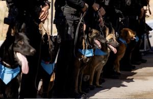 Relacionada perrosk9.jpg