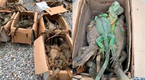 Relacionada descarga-1.jpg