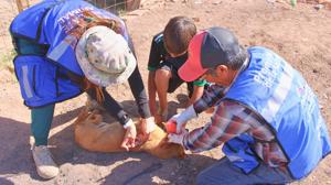 Relacionada perritos.jpg