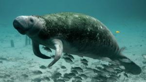 Relacionada manati.jpg