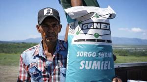 Relacionada apoyosorgo.jpg