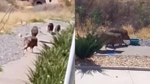 Relacionada pecaries.jpg