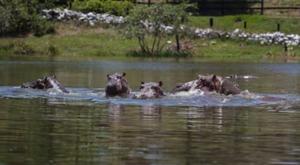 Thumb dcji4hsvmaao5cv