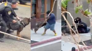 Relacionada perro.jpg