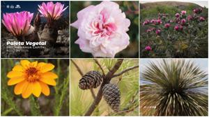 Relacionada paleta-vegetal.jpg
