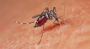 Relacionada dengue.jpg