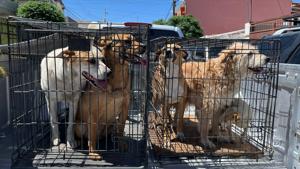 Relacionada 69dffc3842ac3__69dffc3842ac4.jpg