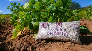 Relacionada frijol.jpg