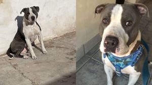 Relacionada perrito.jpg