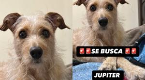 Relacionada jupiter.jpg